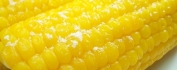 Кукуруза южная, соленая